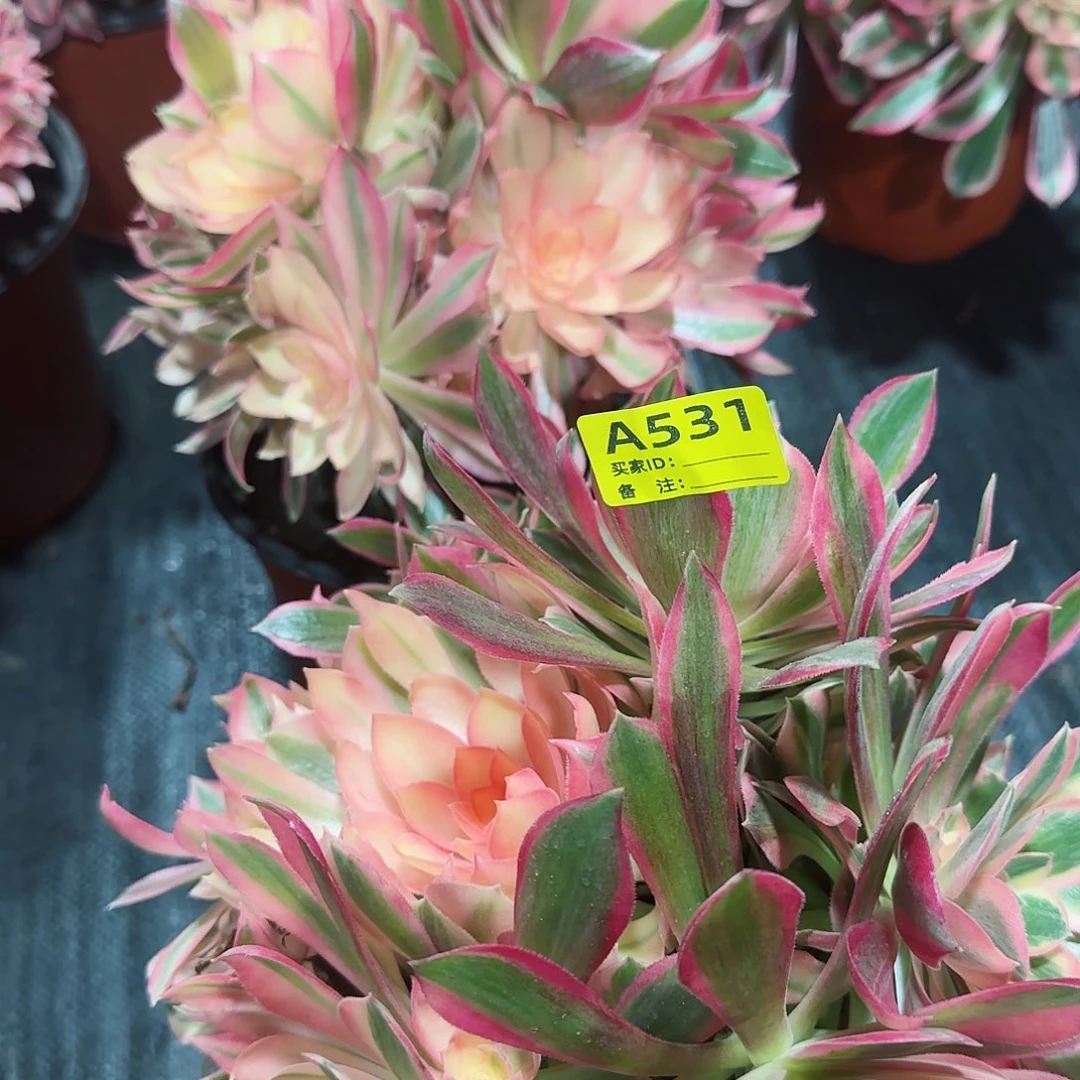 菲*女神组合法师多肉植物535531