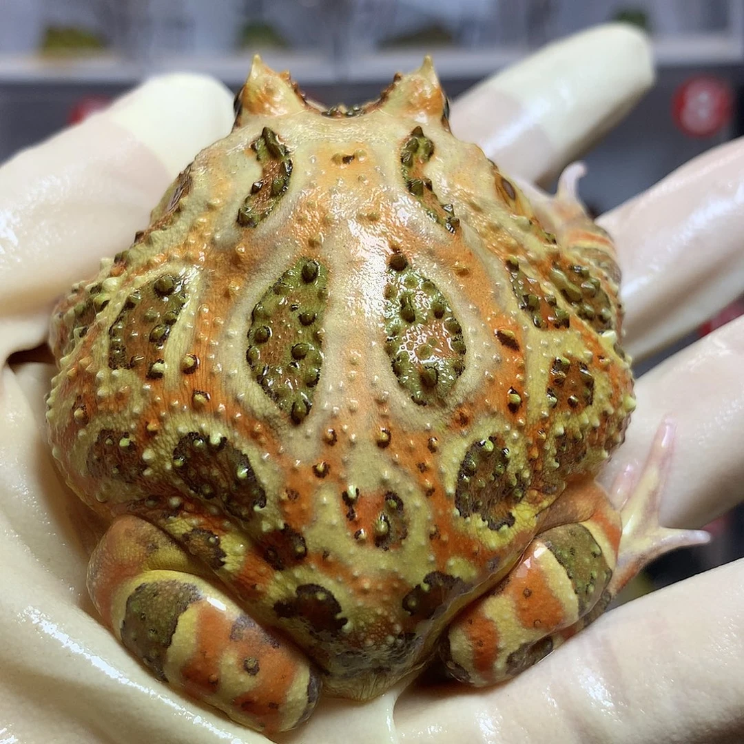 角蛙2699 原色角蛙母