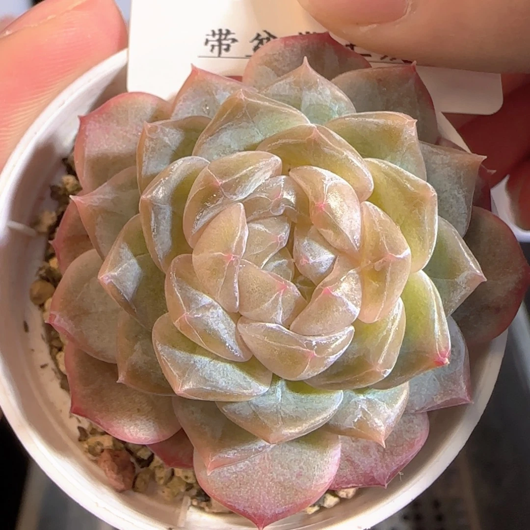 多肉0104-89糖心糖心