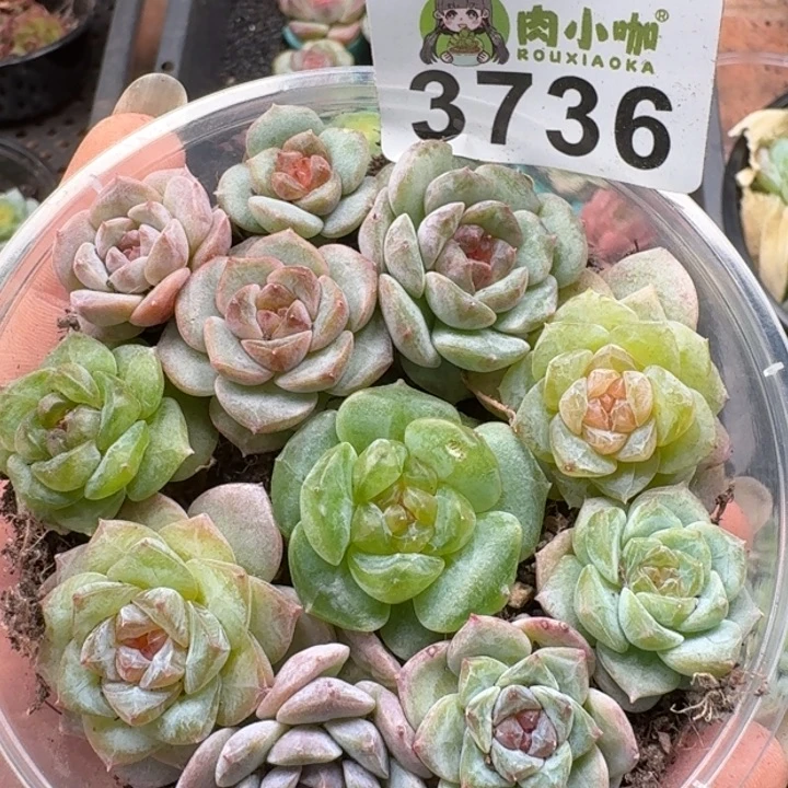 多肉植物多肉植物