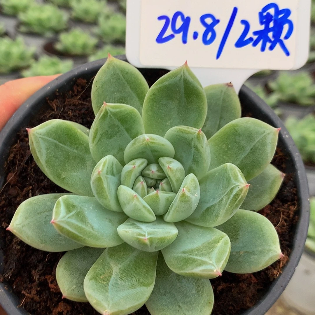 雪花珍妮单头。随机发货。尺寸9