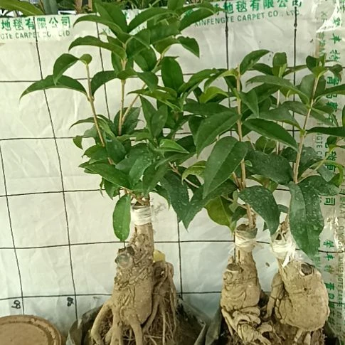雄***鹰完全开放天香台阁组合四季丹桂