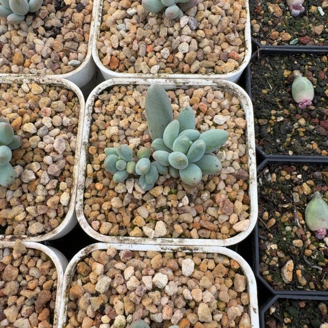 弗拉布 叶插 一物一拍