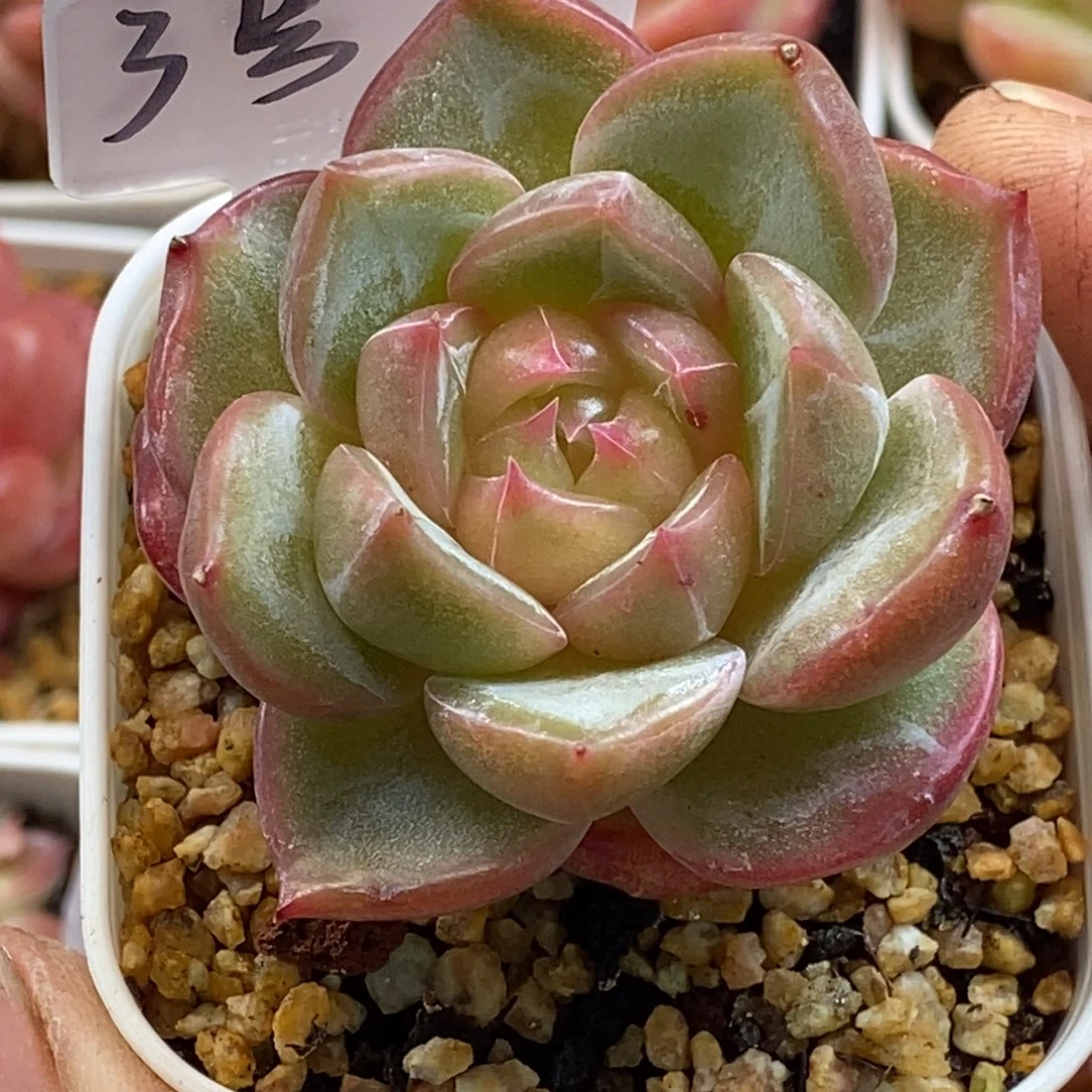 天官赐福百无禁忌