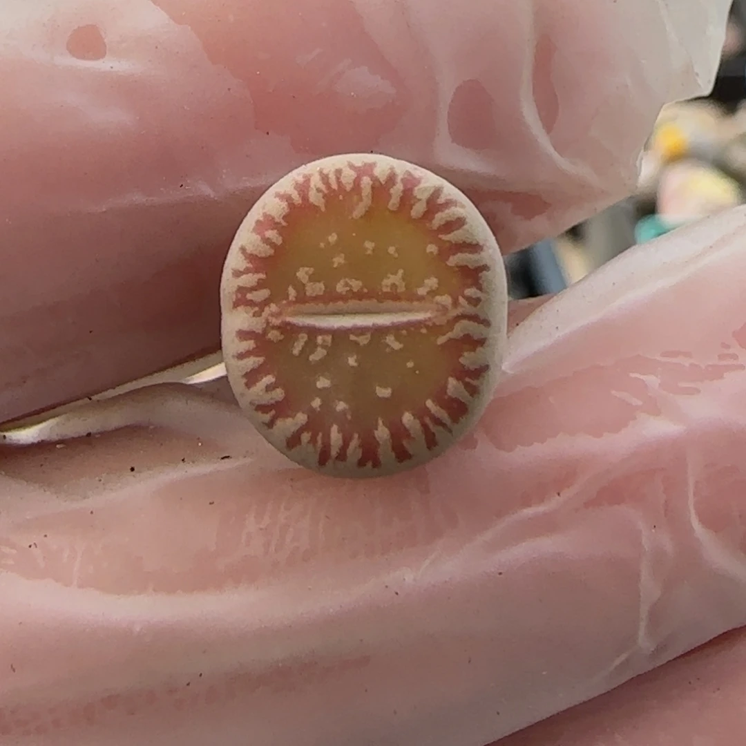 11.26。萌肉c54小卡拉。7019