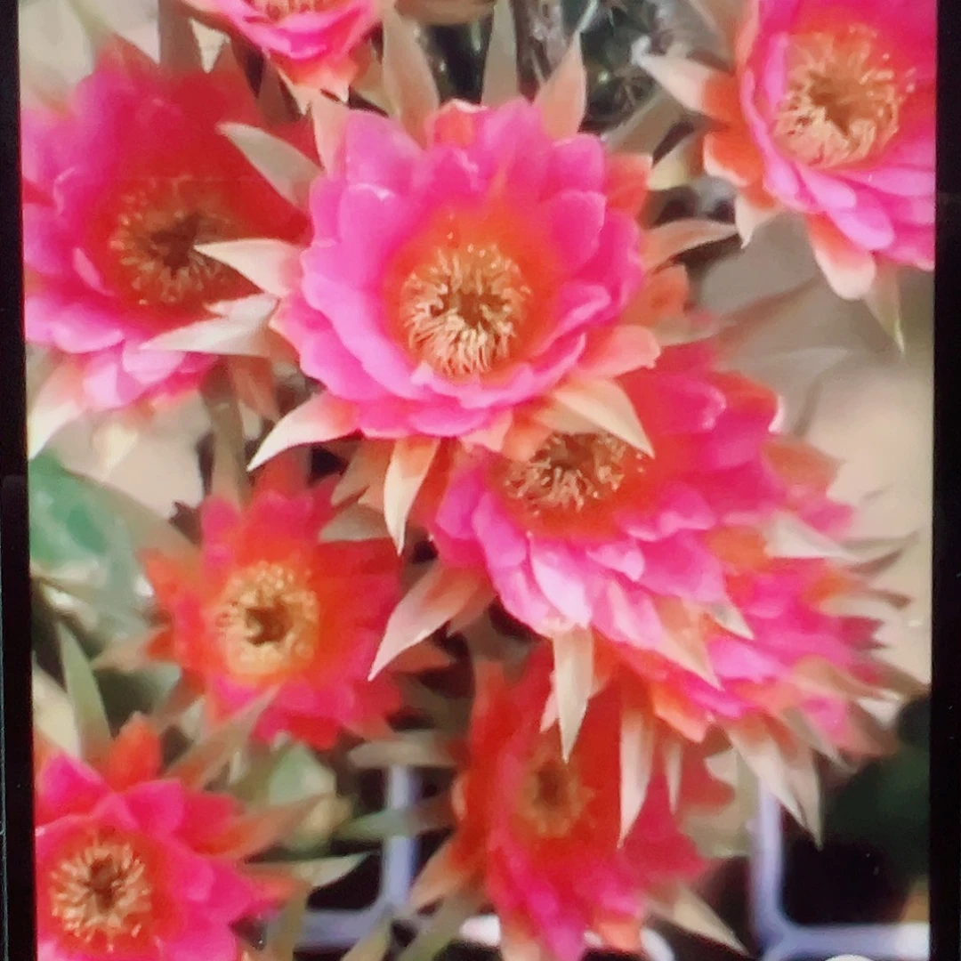 丽花 千手观音 侧芽 满20包邮