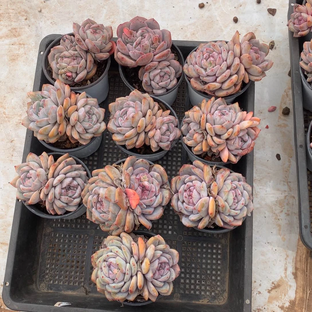 10颗星影多肉，037