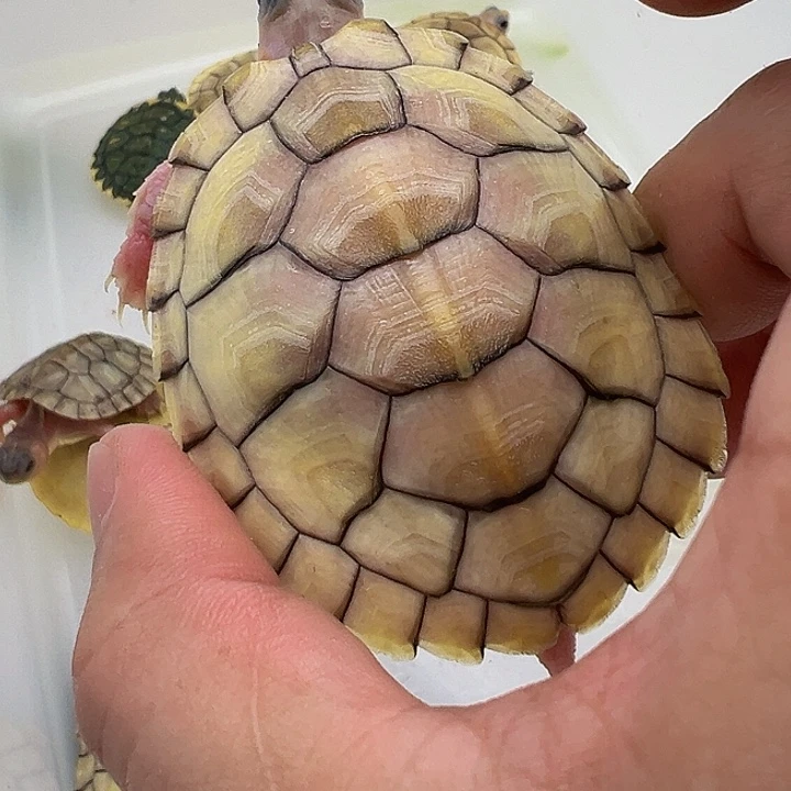 绿毛龟母巴西龟1111