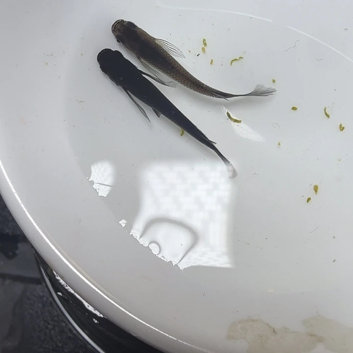 青鳉鱼96号拍品大蛇
