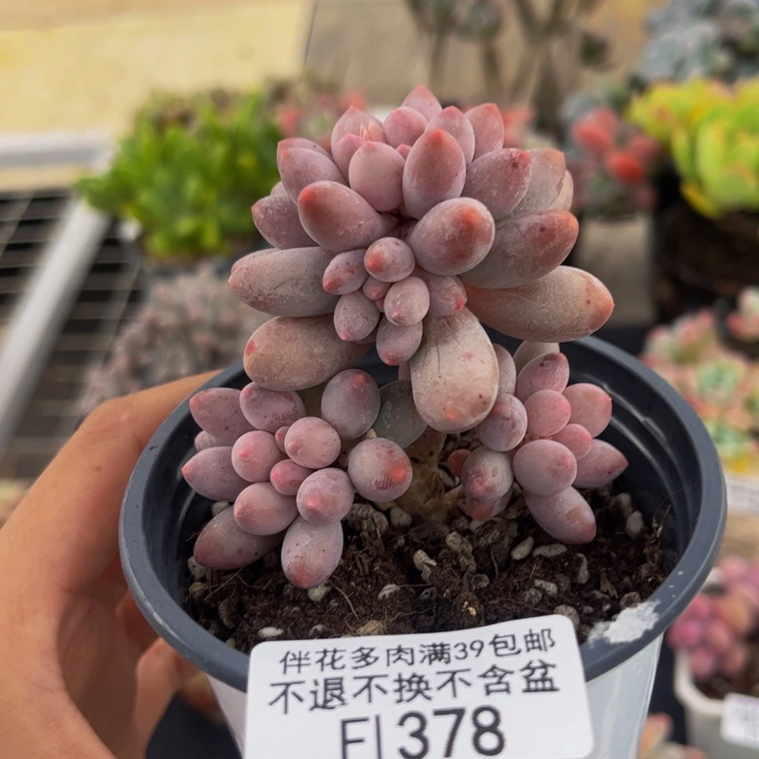 378-香水手指奶酪多肉7cm