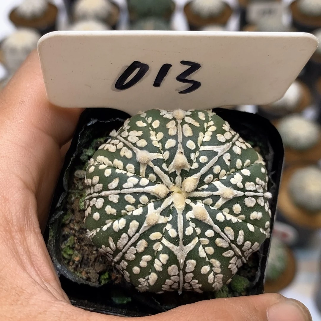 013福利特价来了福利