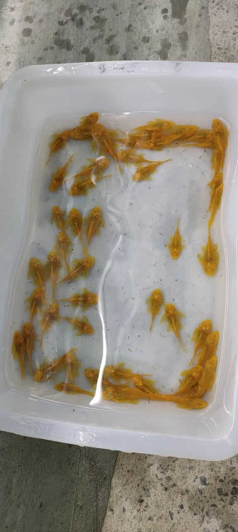 黄金胡子大压成4-5cm厘米24K黄金胡子异型鱼清洁鱼清道夫红蓝眼