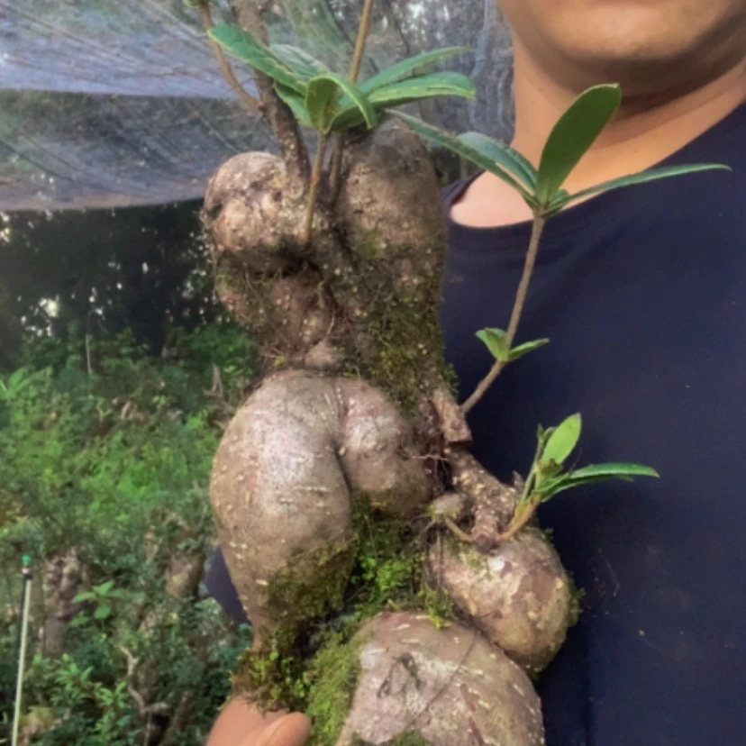 【闪购商品】完全开放