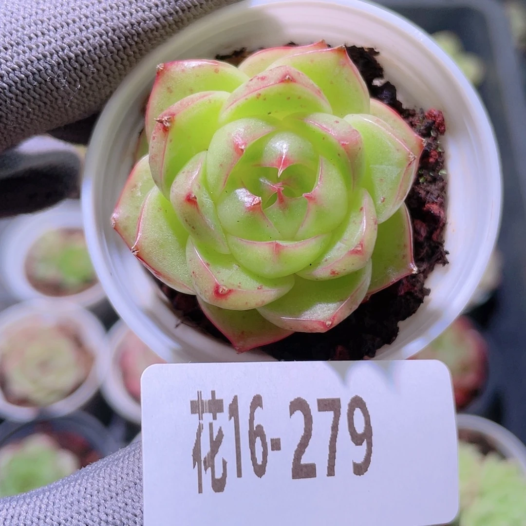 花利美16-279海王