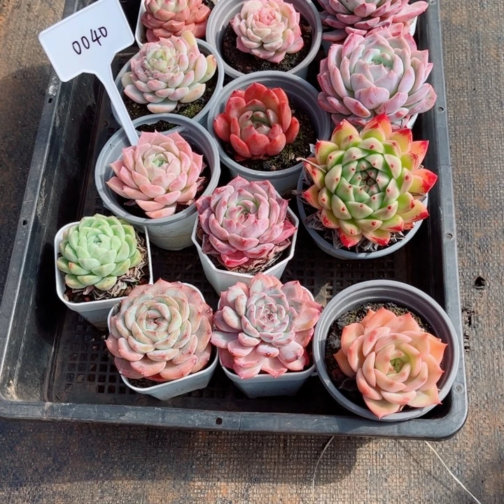 丛***笑000000000000040框拍小肉