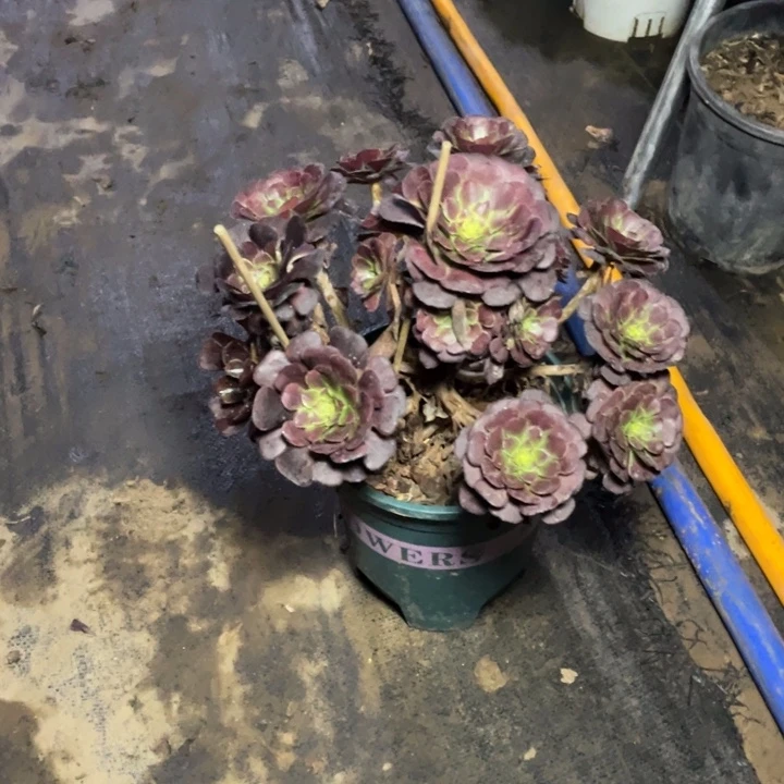 78黑萝莉多肉多肉植物多肉