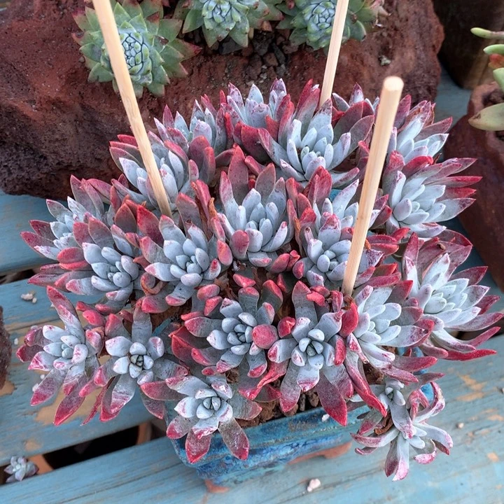 法瑞杂，多肉植物