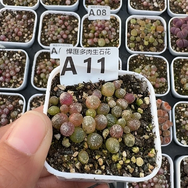 11多肉植物多肉植物