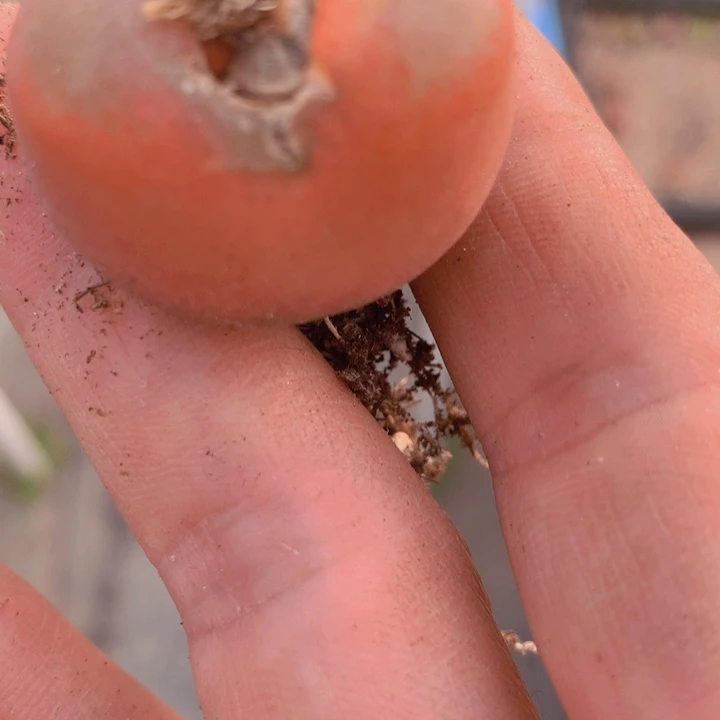 ?****?15896586556555555565585