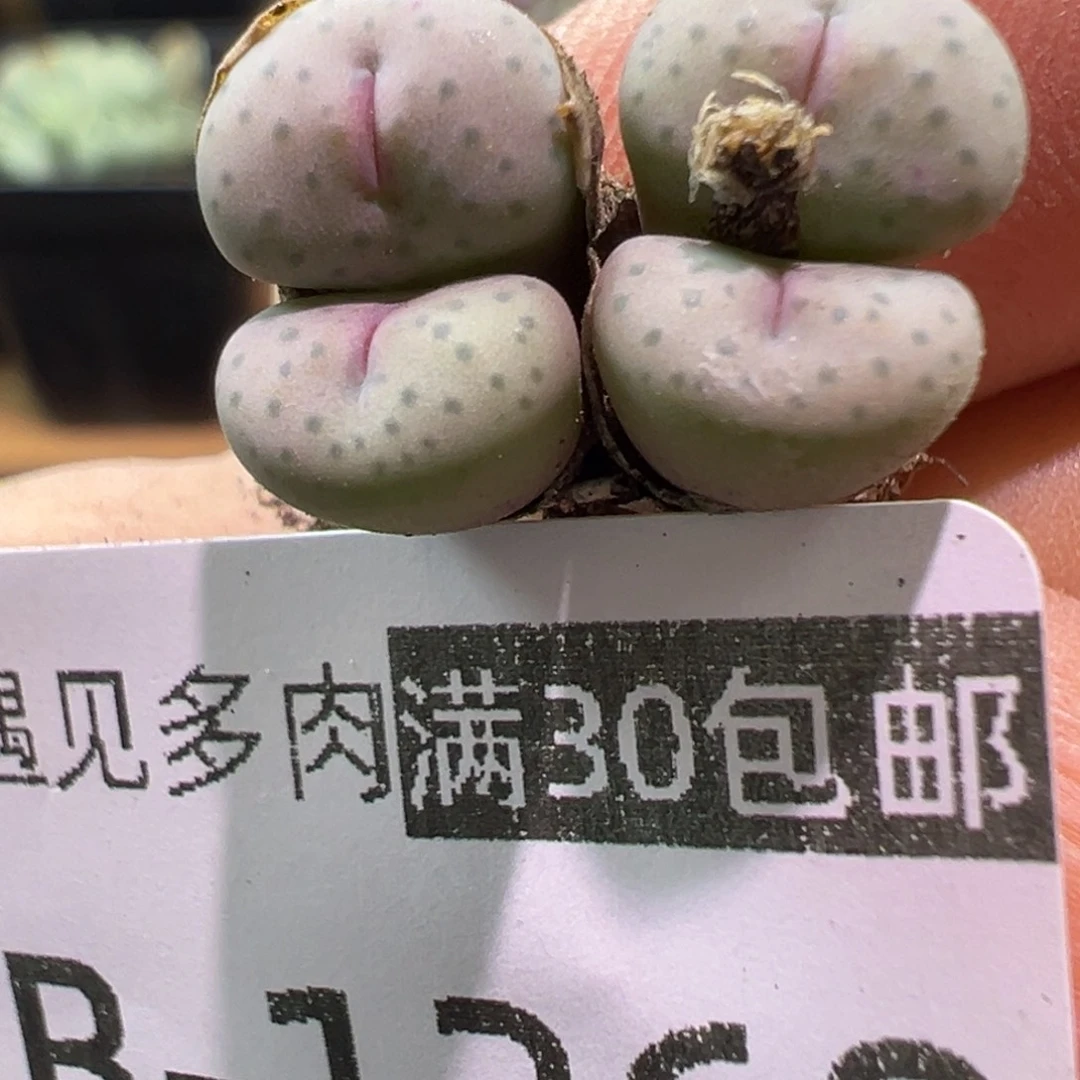 260 多肉植物11111111111