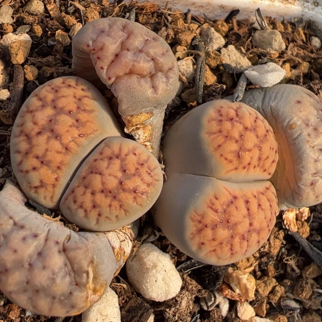 血点母本多肉植物百科