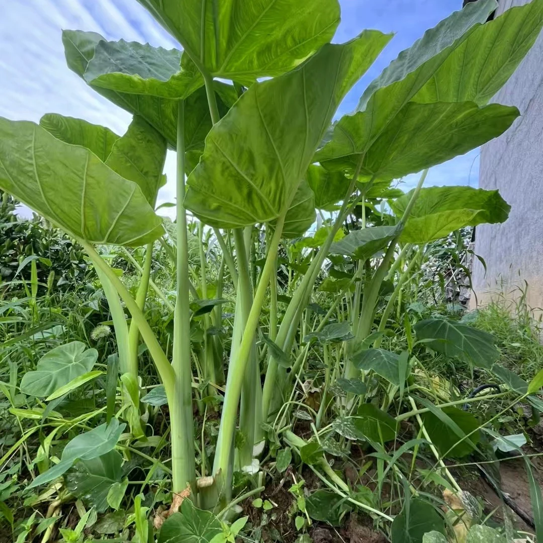 湘西高海拔露天种植广菜