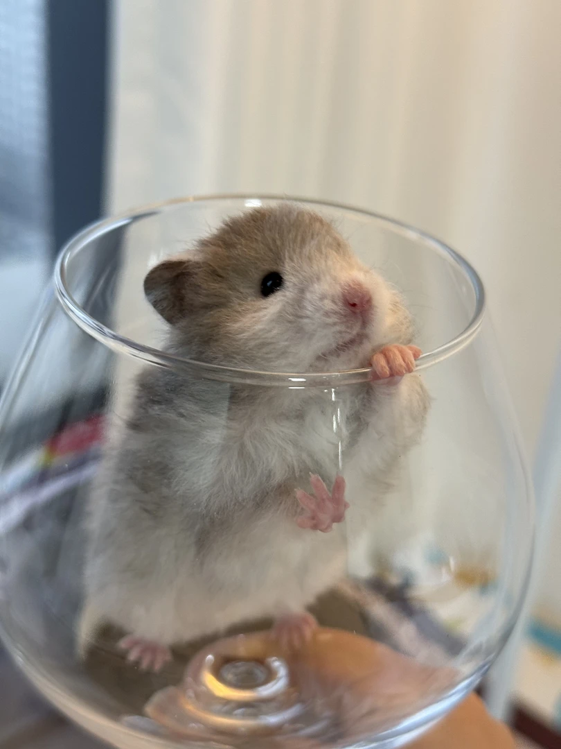 家养金丝熊1只随