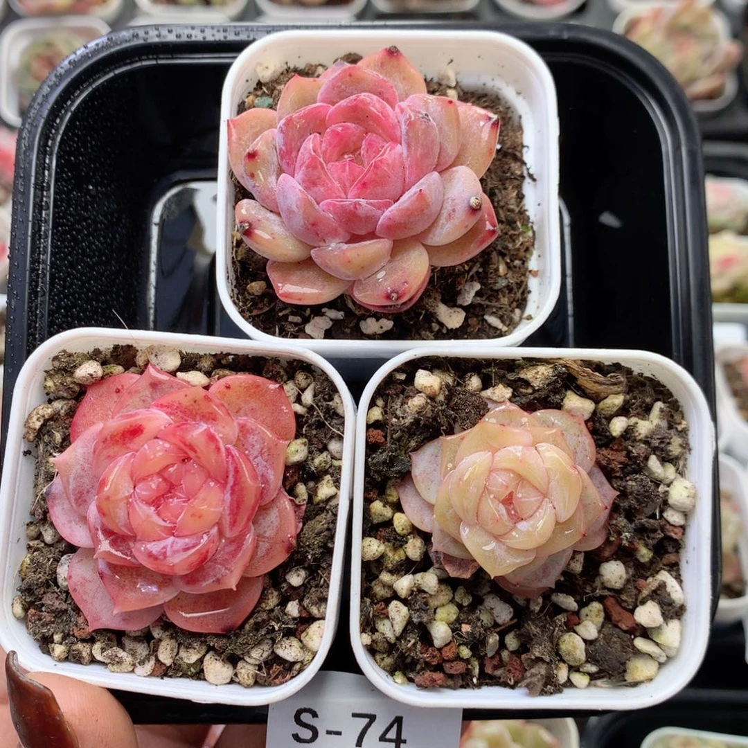 无花朵S74英语英语
