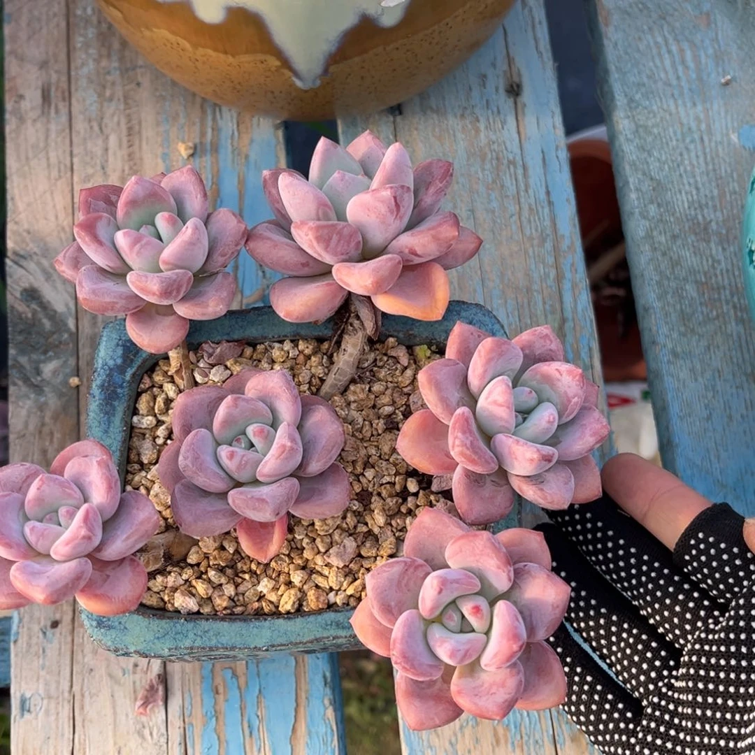 搬***弟0000000000000000000奥普