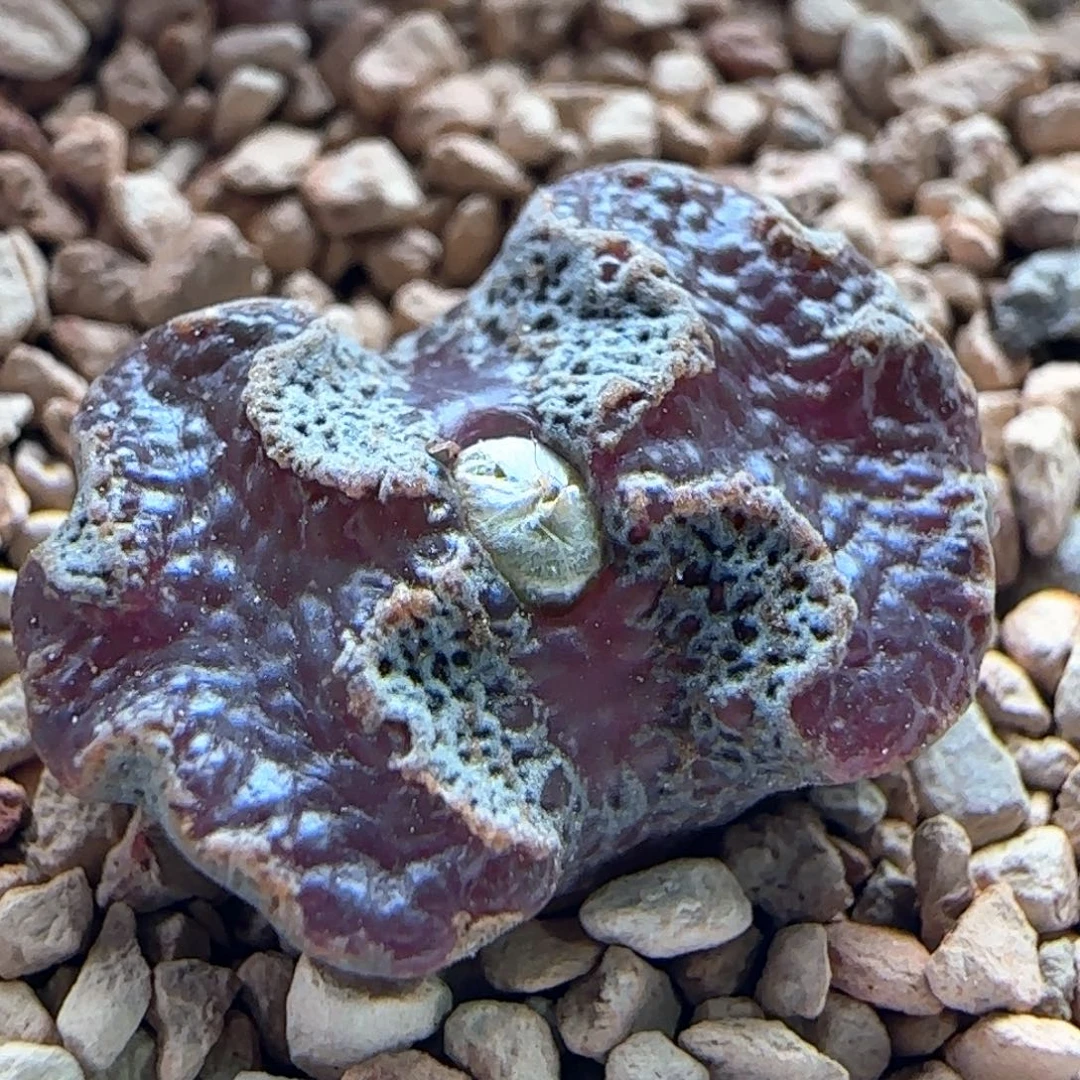0608/全窗超蝶/多肉植物/