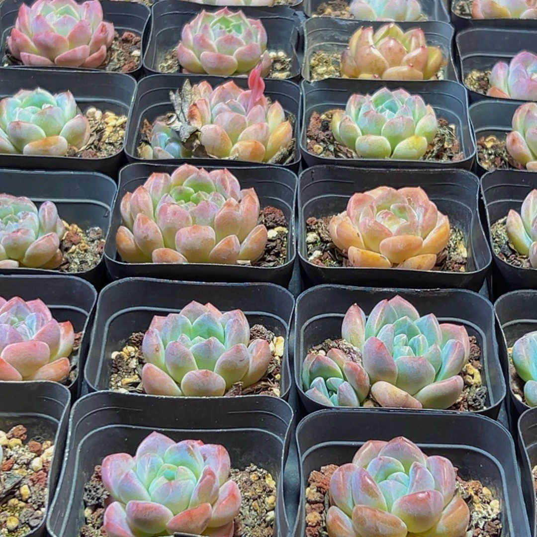 526多肉的小龙虾和一只