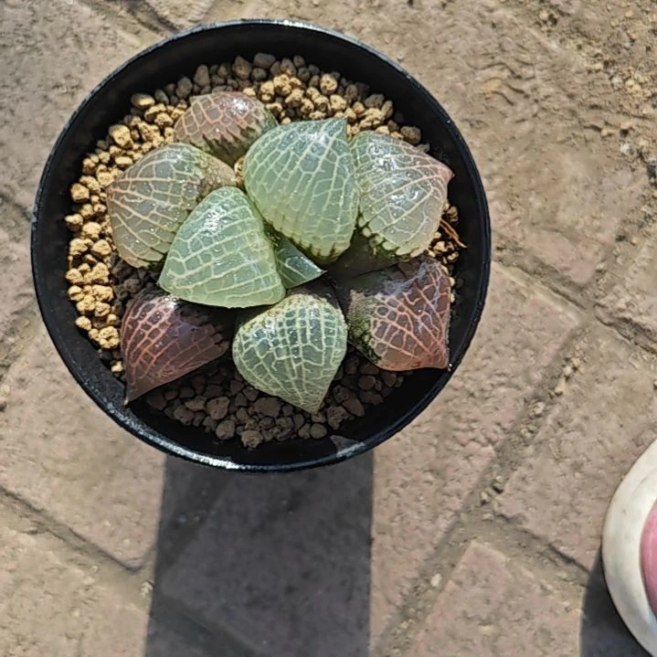 玻璃康平多肉植物原盆土