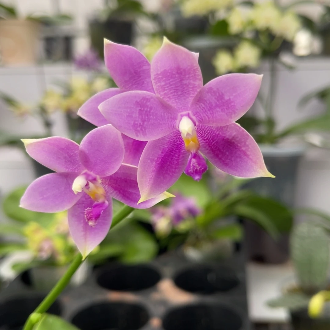 完全开放1641 3寸美C 叶微瑕 一物一拍