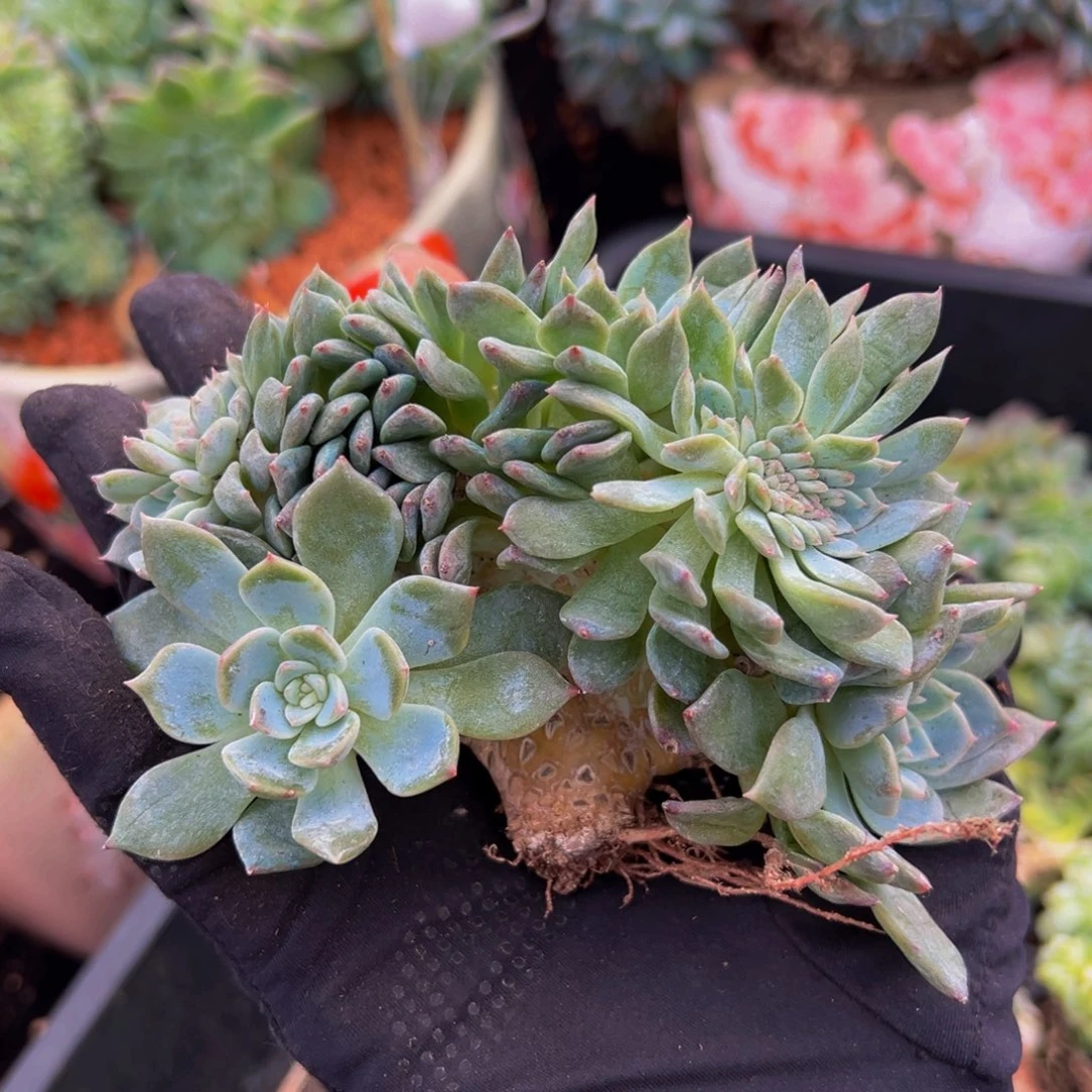 草莓冰沙琥珀缀化