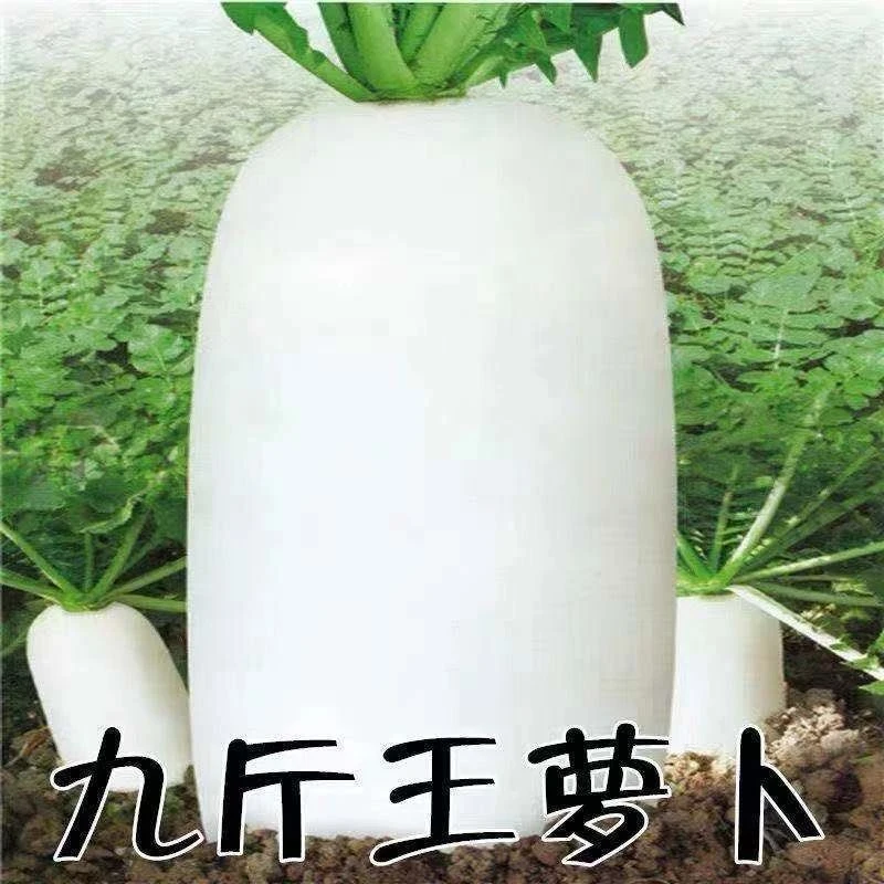 【蔬菜种子满5包送1】九斤王种子白萝卜种籽蔬菜种子不空心春不老