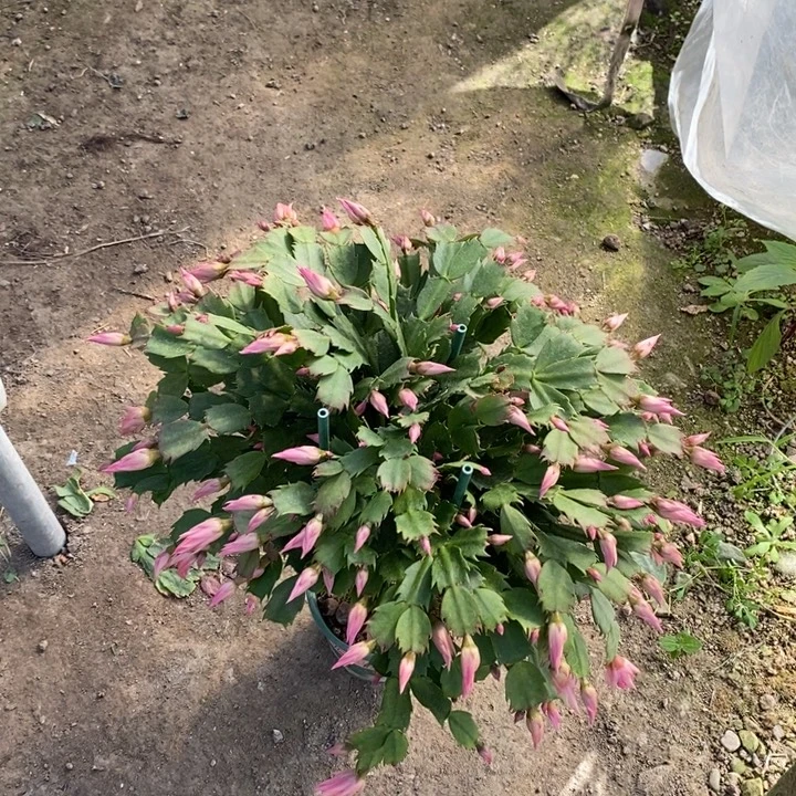 健***乐完全开放068大花重瓣