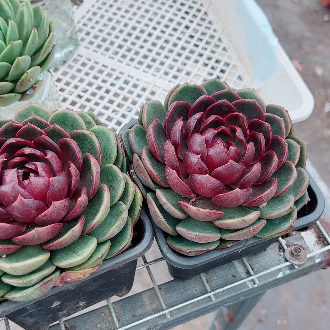 蓝莓大单头特价精品