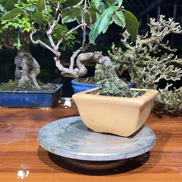 科***邦无花朵日本进口美男葛
