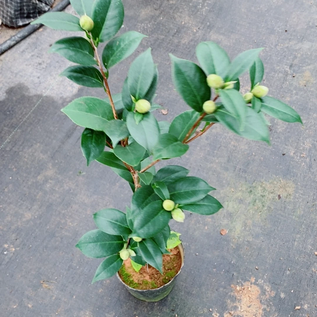 完全开放乔伊茶花111