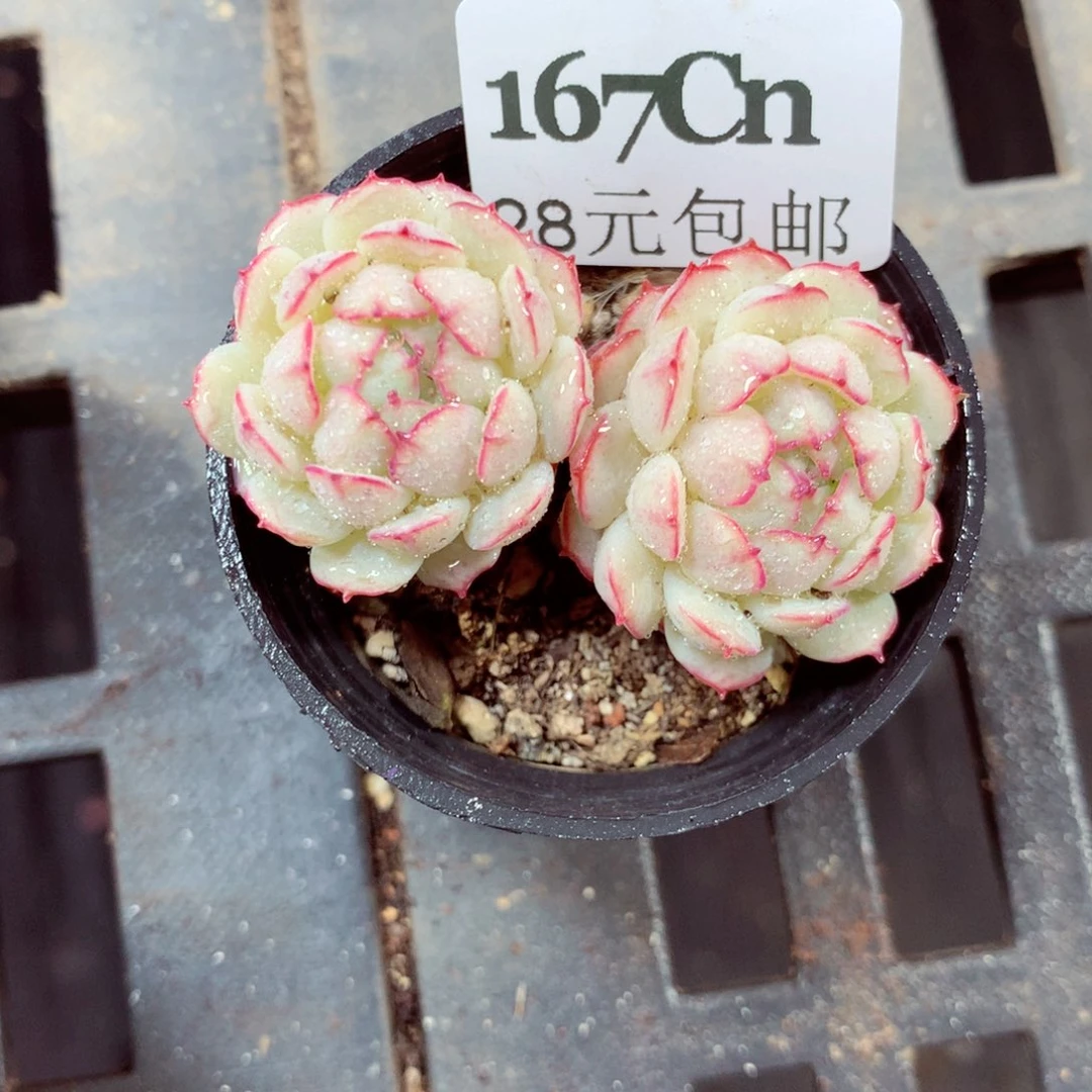 5厘米盆精控多肉167