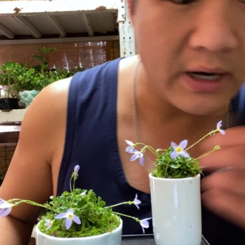 红陶粘***果一物一拍所见即所得1