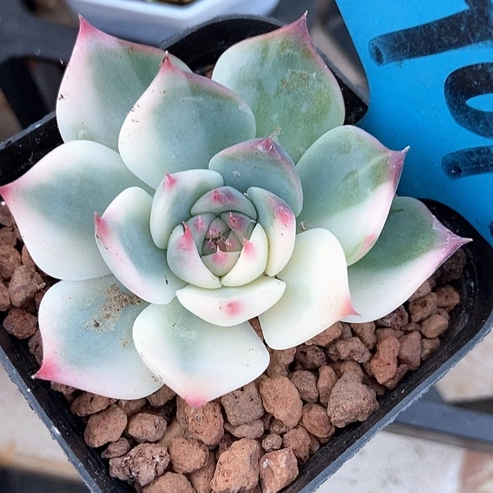 多肉植物吉娃娃锦7077