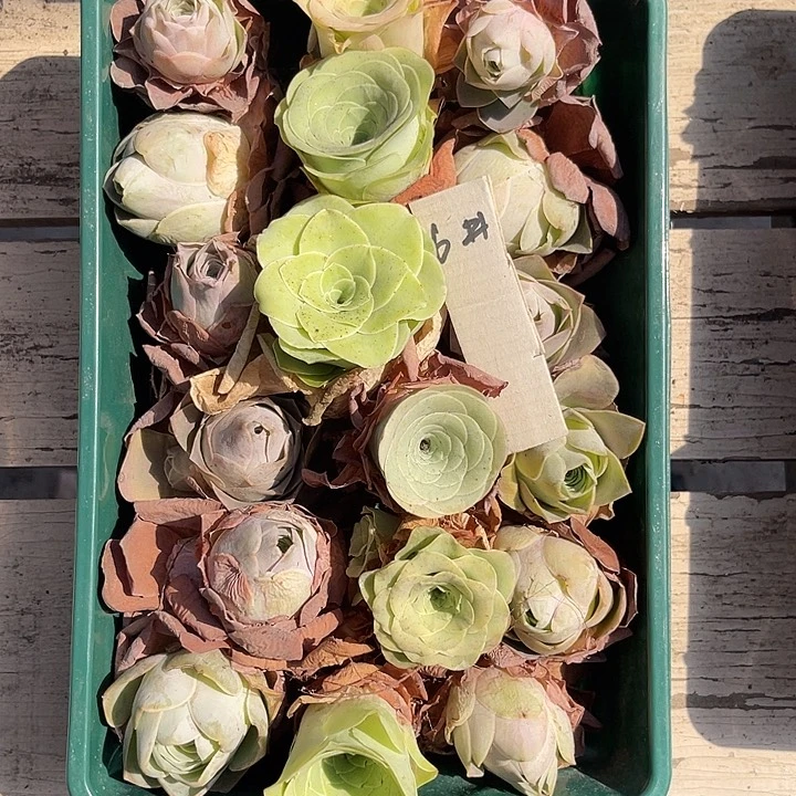 山地玫瑰6号，一物一拍18颗