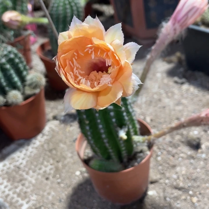 实生彩草图片这个