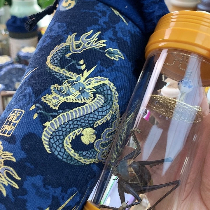 药蝈蝈套装啊啊啊啊