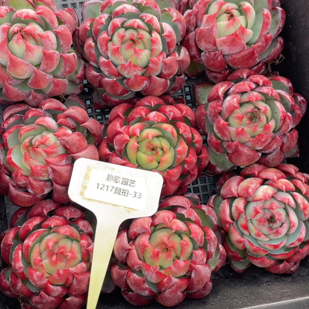 1217-33-精品惊鸿包子单头一颗量拍