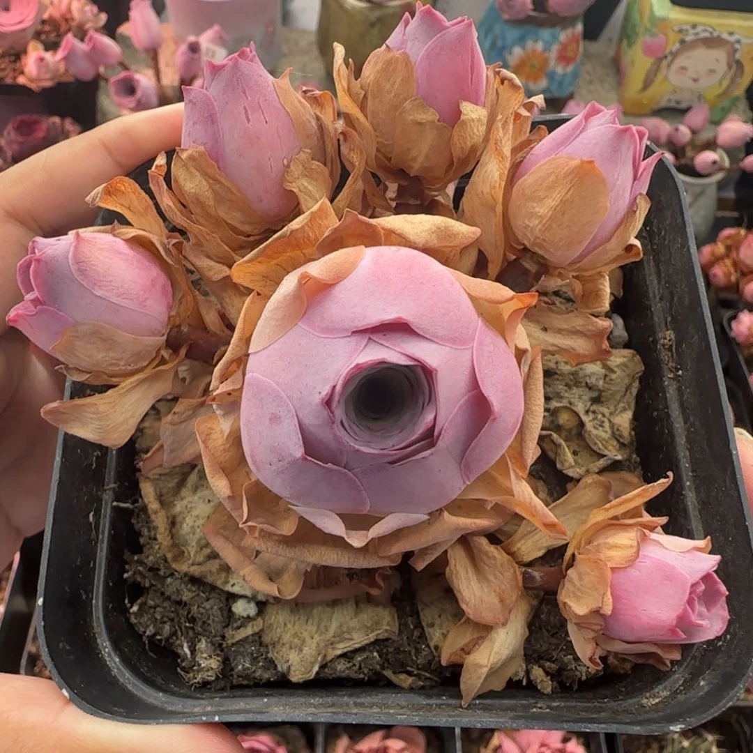 L84半城玫瑰一情澜