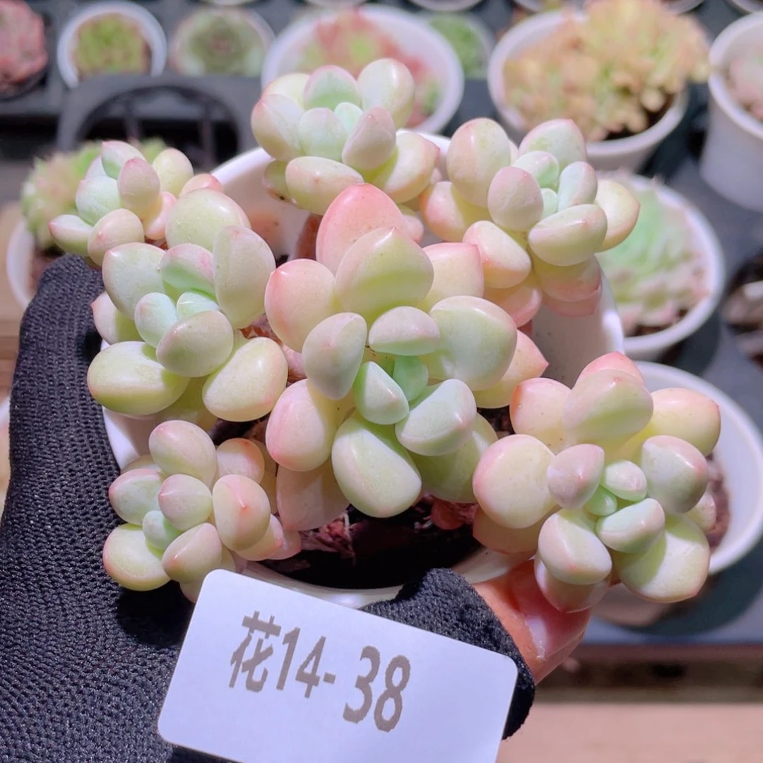 花利美14-38泡泡糖