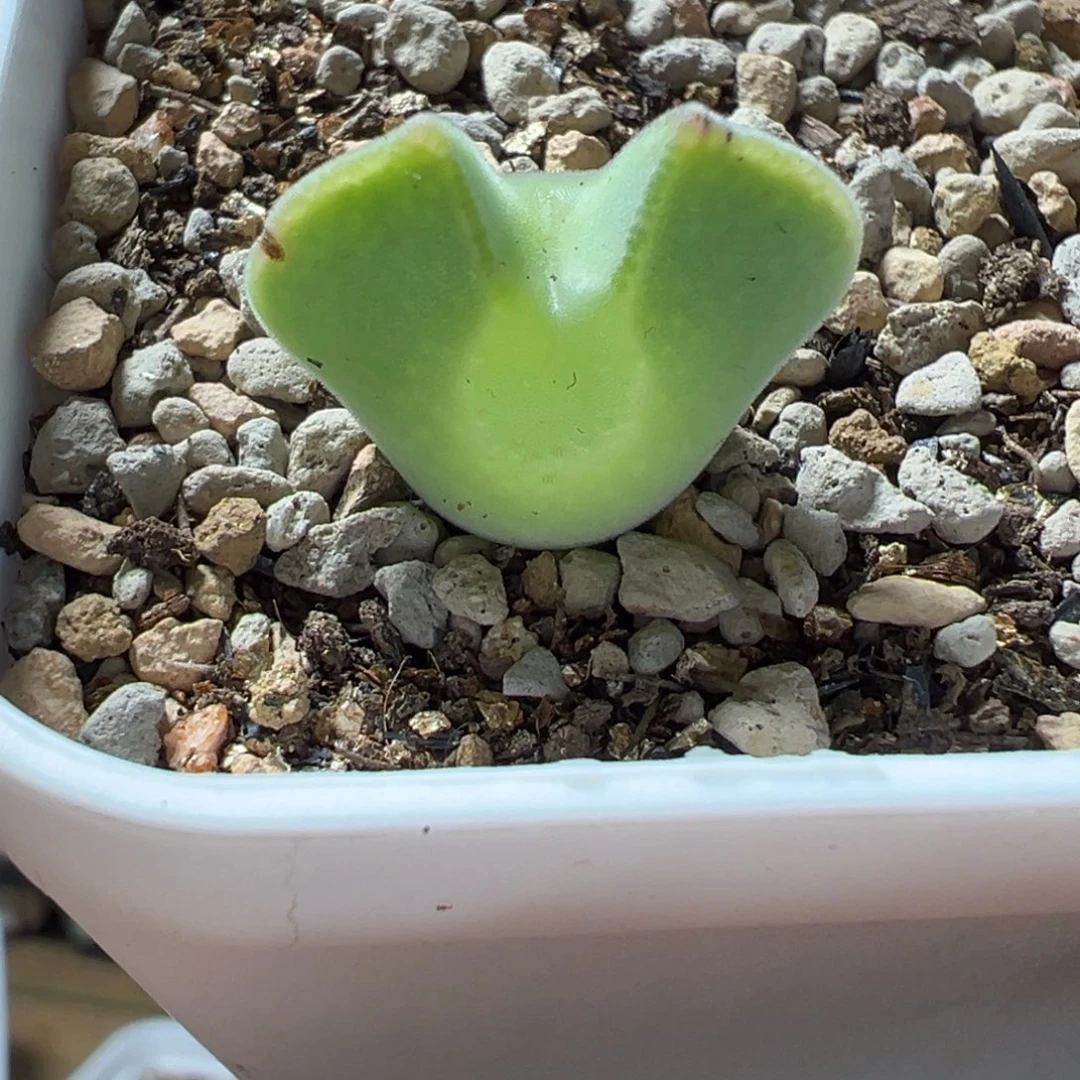 奶黄体大眼空蝉多肉