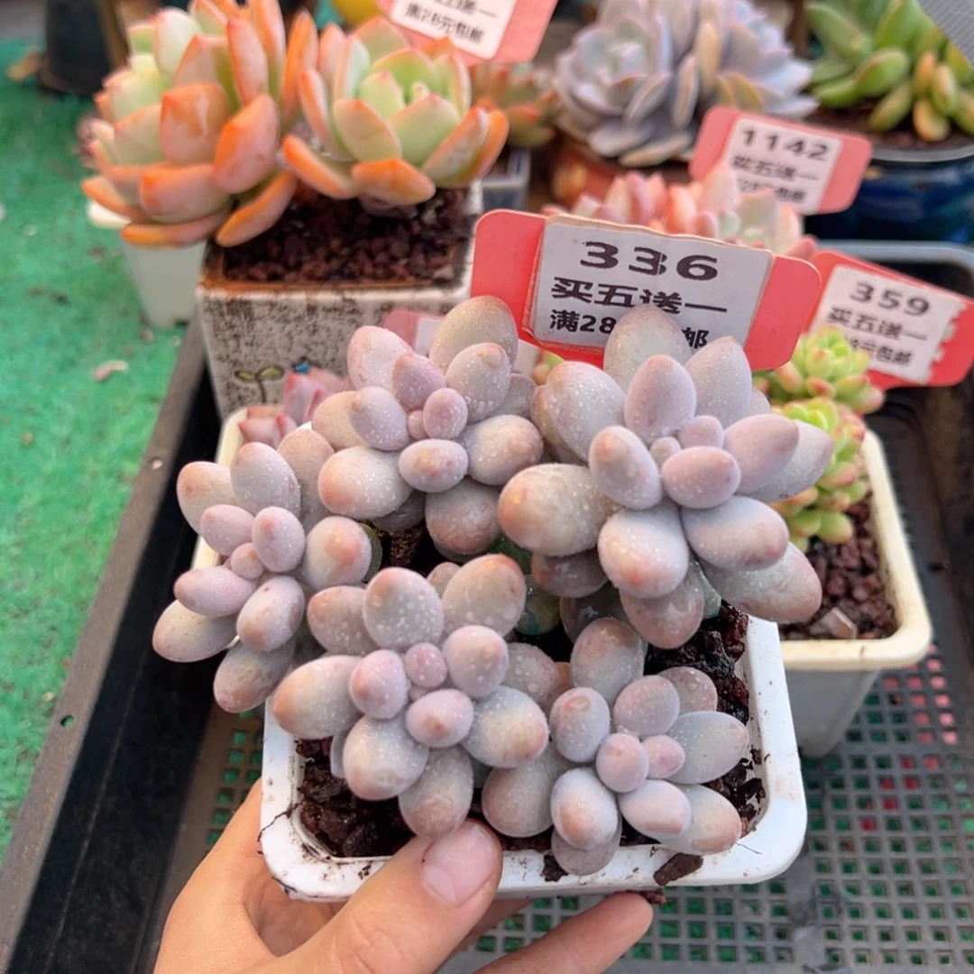 表妹精品多肉植物336.